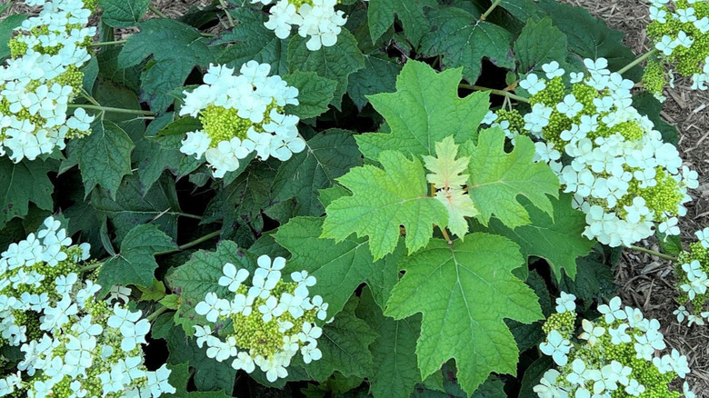 Close-up of a 'Pee Wee' hydrangea shrub with green foliage and white blooms.