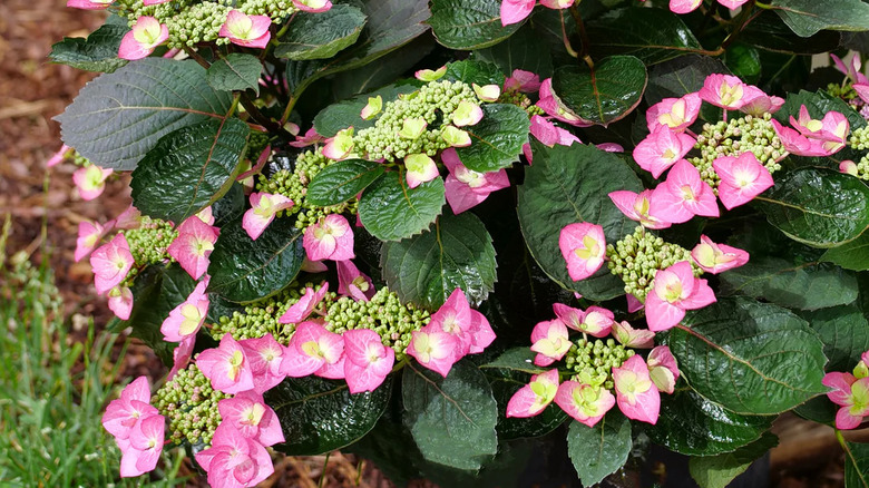 Close-up of the green foliage and pink blooms of 'Tiny Tuff Stuff' hydrangea.