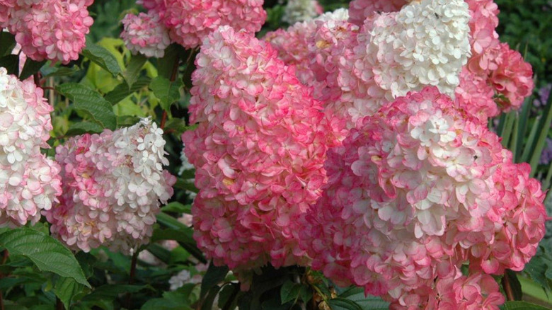 Close-up of the white and pink blooms of the 'Vanilla Stawberry' hydrangea.