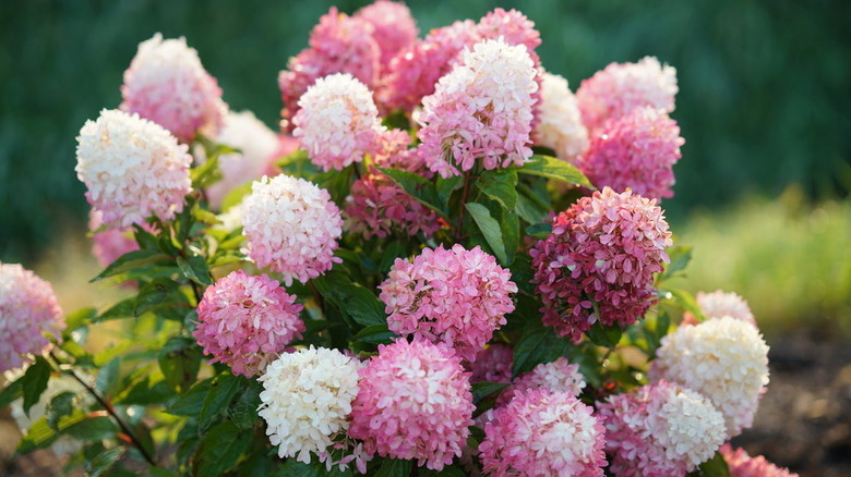 A close-up of the creamy white and pink blooms of the 'Zinfin Doll' hydrangea.