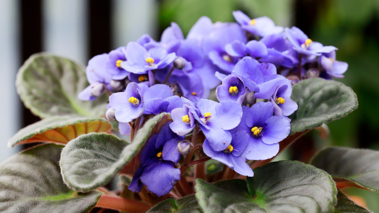 An African violet plant blooming with purple flowers
