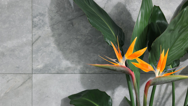 A flowering bird of paradise plant against a gray stone wall