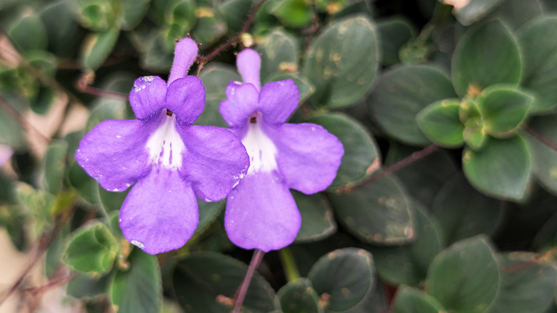 Two purple cape primrose flowers in front of the leaves