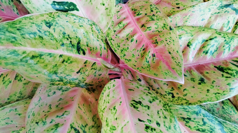 A close-up of light green, white, and pink Chinese evergreen leaves