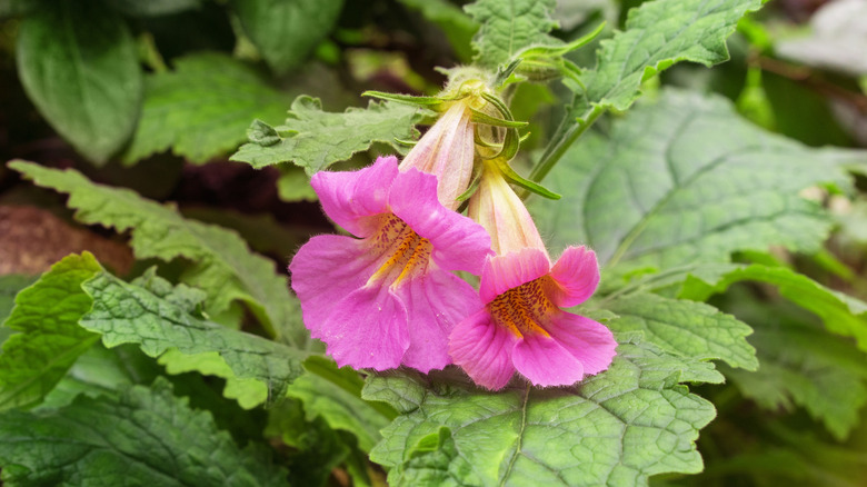 A Chinese foxglove plant with two bell-shaped pink blooms