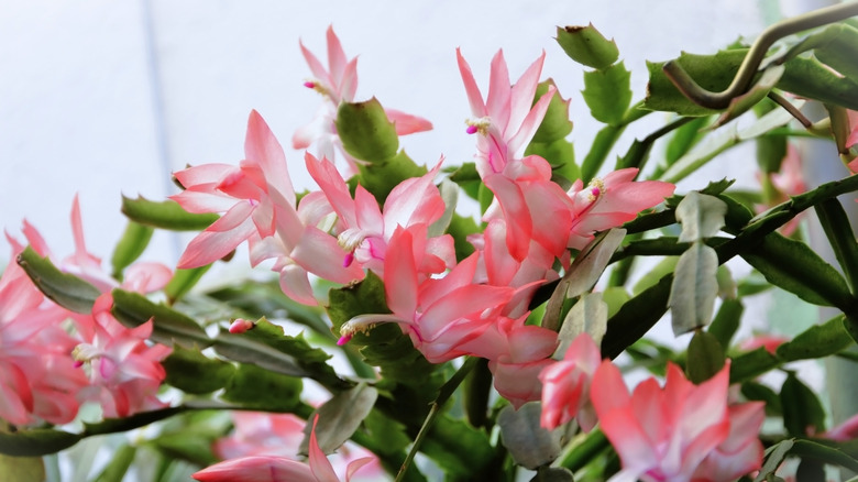A Christmas cactus plant with lots of pink flowers