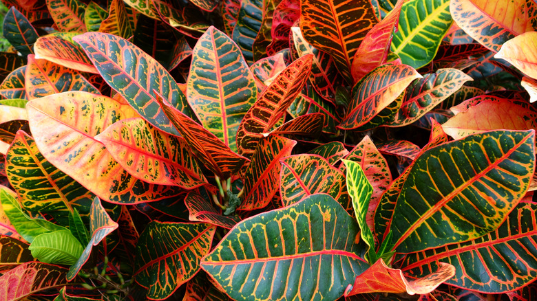 A croton plant's leaves with stripes of green and fiery red