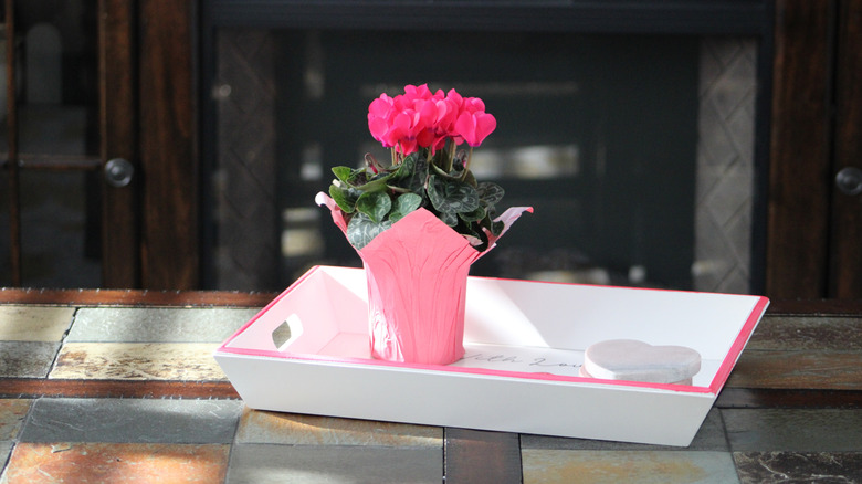 A pink cyclamen plant in a wrapped pot on a table tray