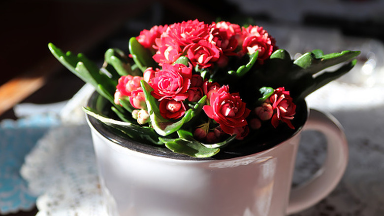 A Flaming Katy with bright red blooms, planted in a white mug