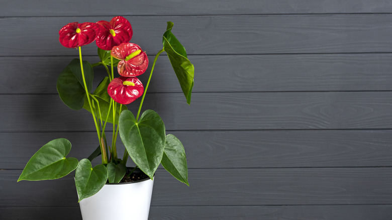 A flamingo flower with bright red flowers in front of a dark wood wall