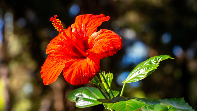 The bright red flower of a tropical hibiscus plant