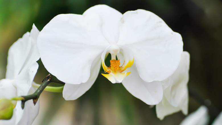 The white and orange bloom of a moth orchid