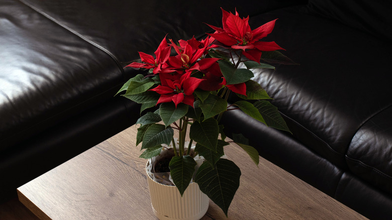 A red poinsettia in a white pot on a wood coffee table