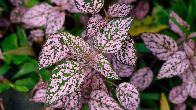 The pink and green spotted leaves of a pink polka dot plant