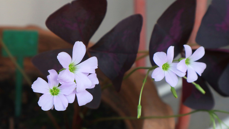 A potted purple shamrock plant with light purple flowers and dark purple leaves