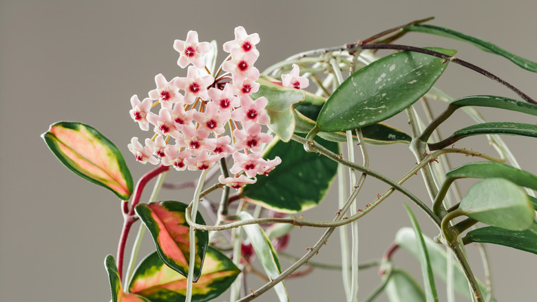 A wax hoya plant with fleshy leaves and pink flowers