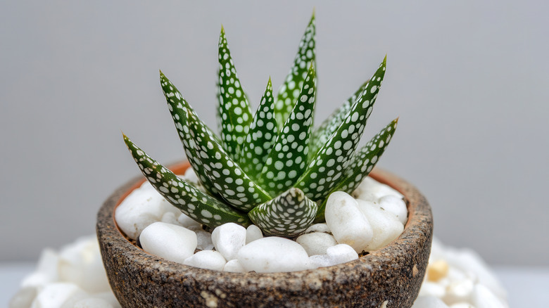 A zebra plant with white spots, planted in a small stone pot with pebbles