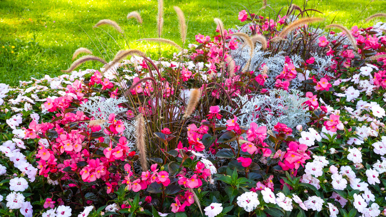 Pink begonias in a garden surrounded by other blooms