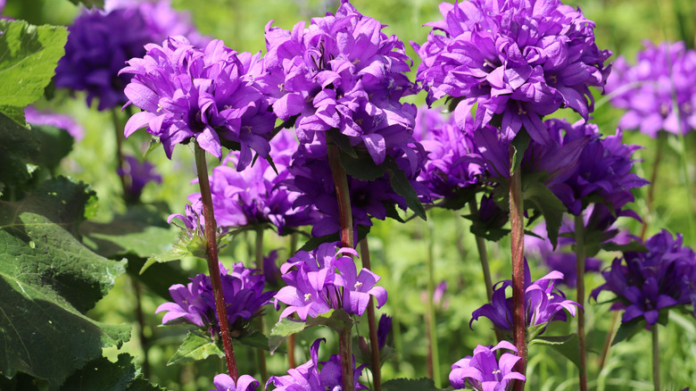 Closeup of bellflower with purple blooms in a garden