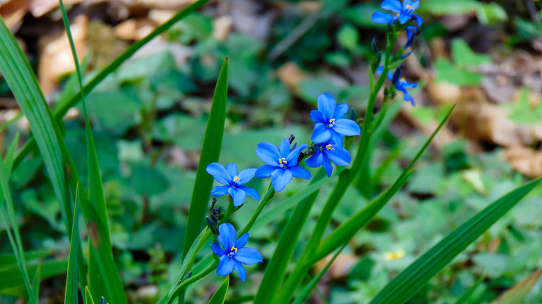 Closeup of blue-eyed grass blooms