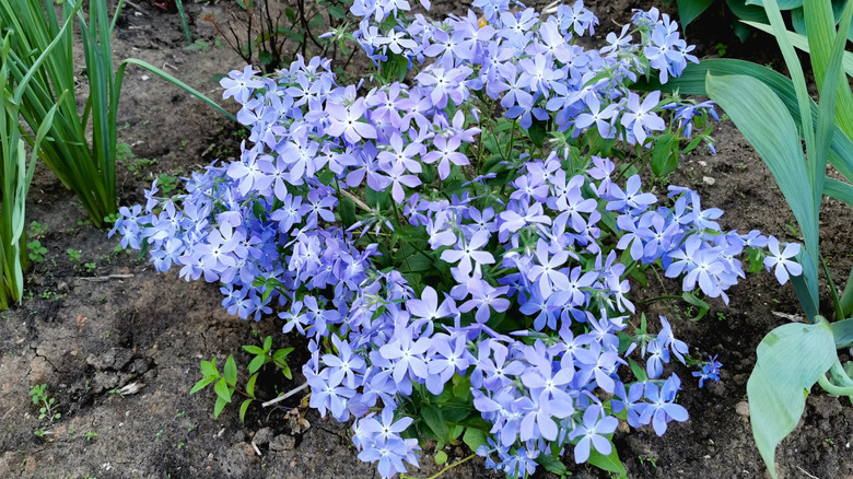 Closeup of blue phlox growing in a garden