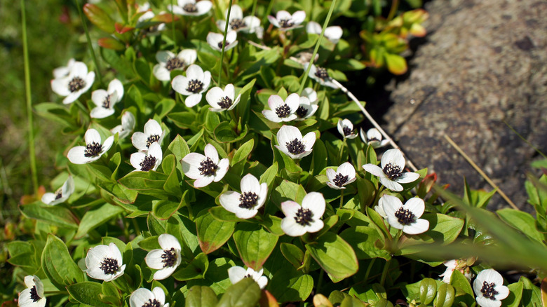 Closeup of bunchbery dogwood white blooms