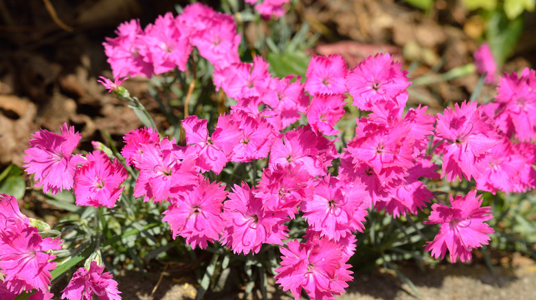 Closeup of cheddar pink blooms