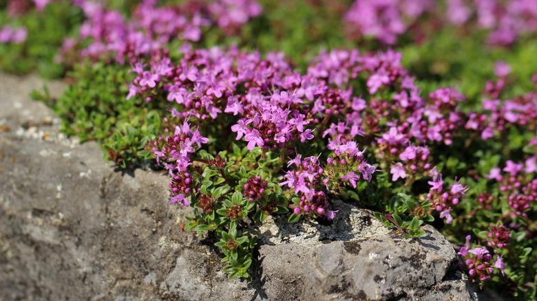 Closeup of creeping thyme pink flowers along a stone edge