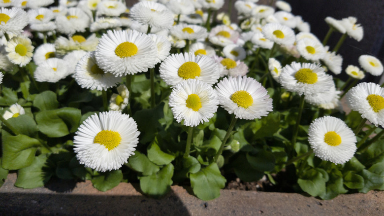 Closeup of white English daisies blooming in sunshine