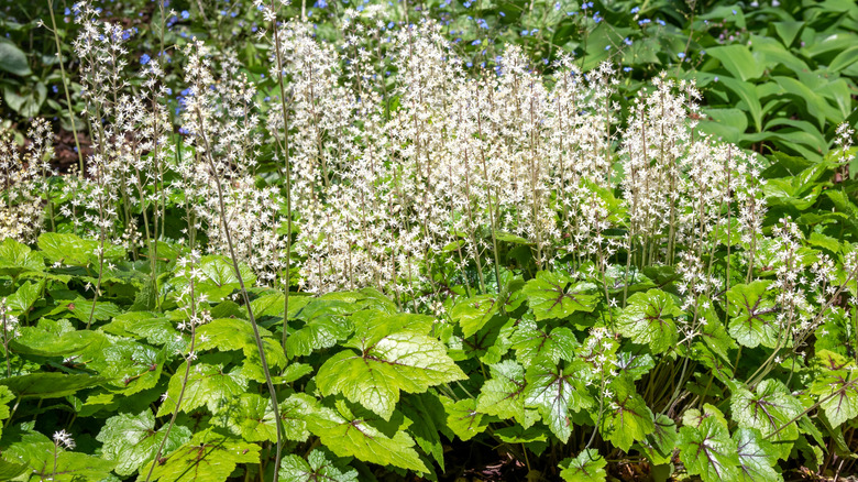 Closeup of foamflower along a garden border