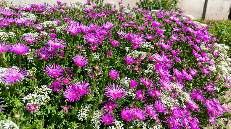 Closeup of ice plants with purple blooms in a garden