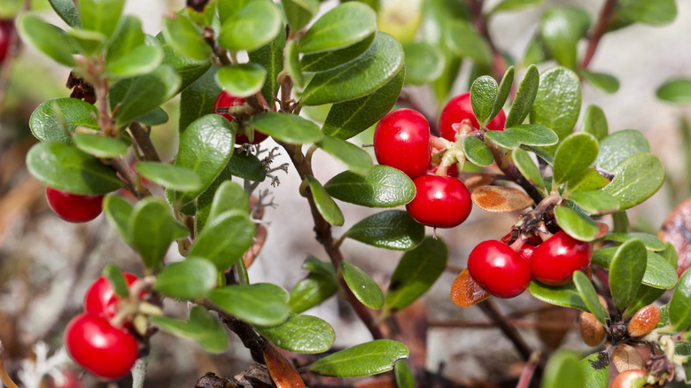 Closeup of red berries on a Kinnikinnick plant