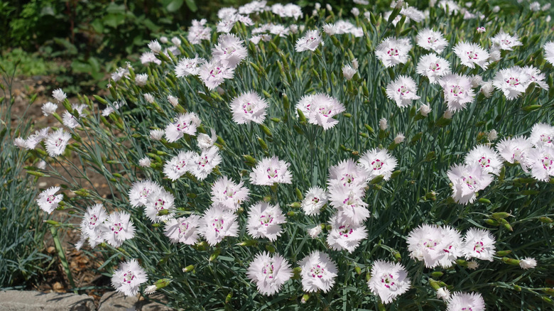 Closeup of the white blooms and foliage of pinks plant