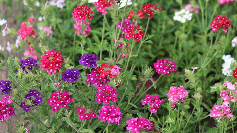 Closeup of colorful rose verbena plants