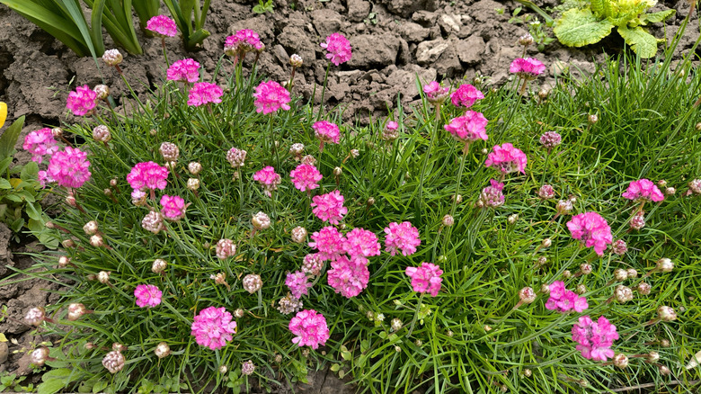 Closeup of blooming pink sea thrift perennial in a garden