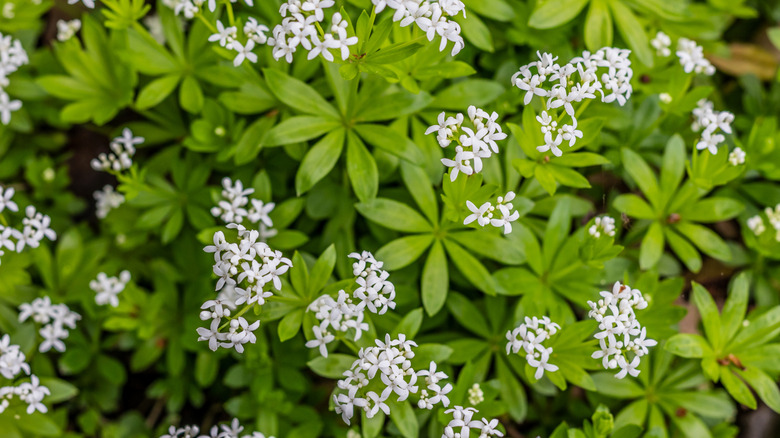 Closeup of sweet woodruff with white blooms in a garden
