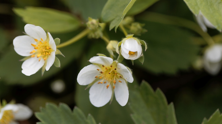 Closeup of wild strawberry with white blooms in a garden