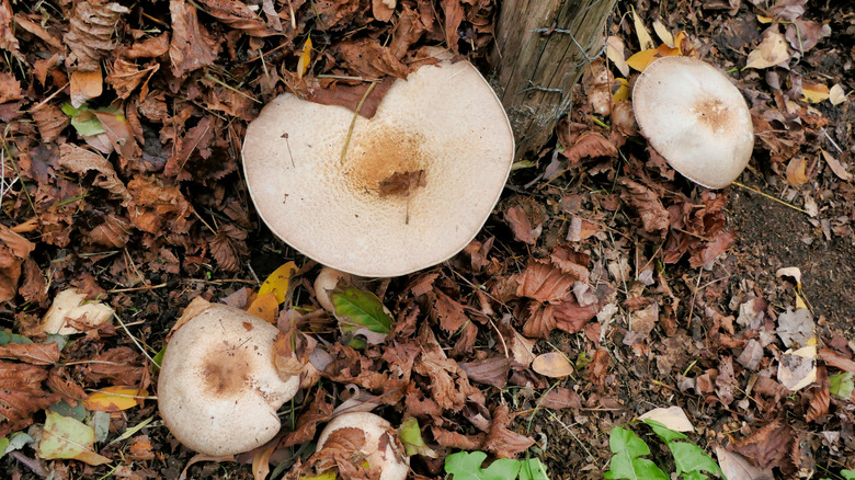 Almond agaricus mushroom mushrooms growing outside