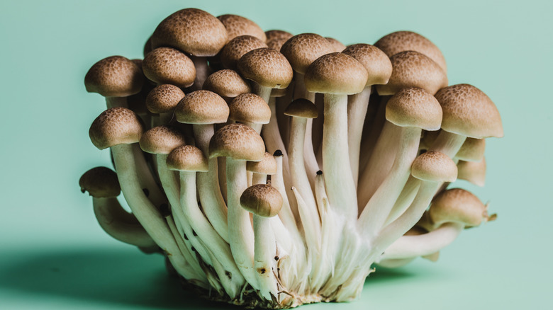 A cluster of beech mushrooms