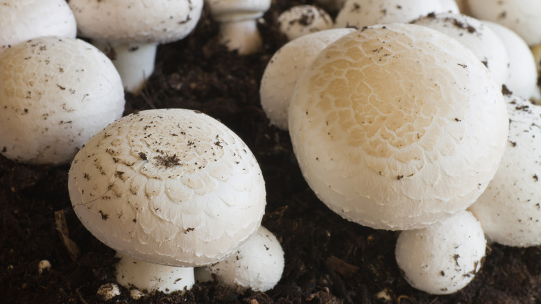 Button mushrooms growing in compost