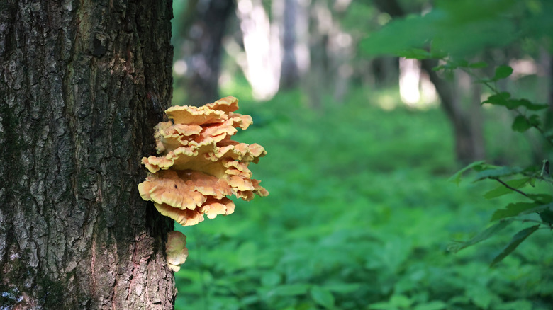 Bright orange chicken of the woods mushroom
