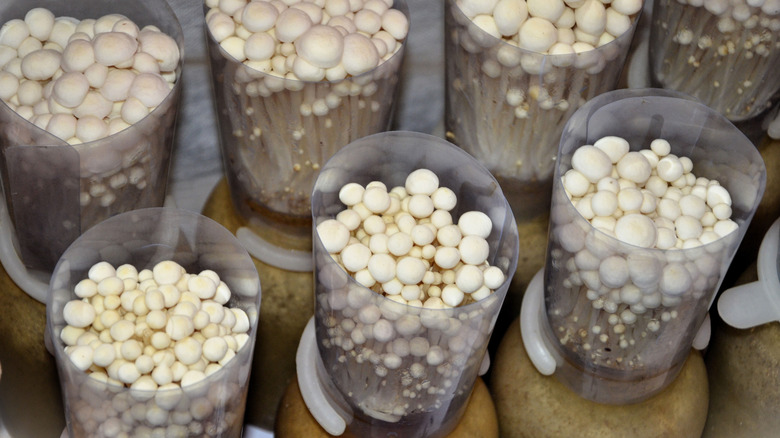 Enoki mushrooms growing in pots