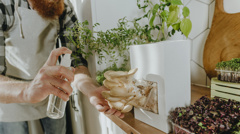 Person misting growing mushrooms