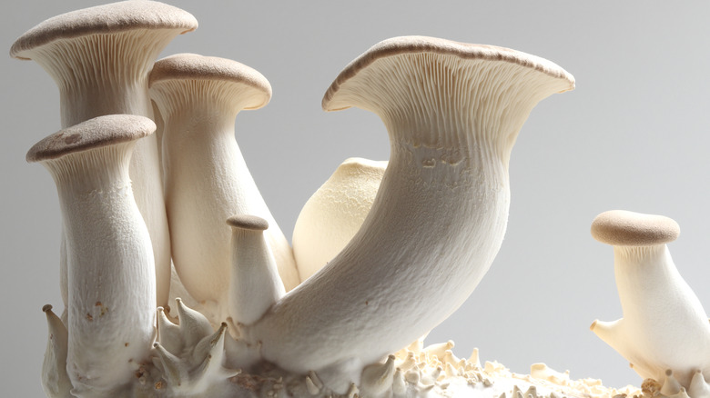 King oyster mushrooms growing