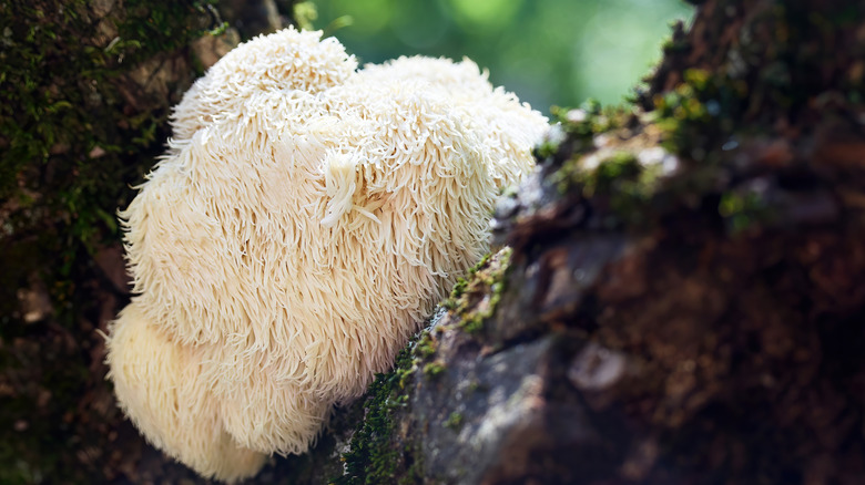 Lion's mane mushroom growing on a tree