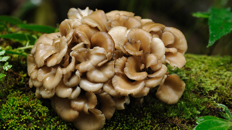 Close up of maitake mushrooms growing outdoors