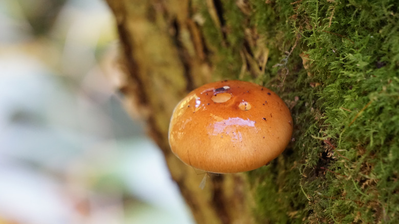 A close up of a Nameko mushroom growing on a tree