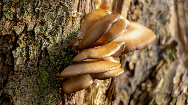 Pearl oyster mushroom growing on a tree