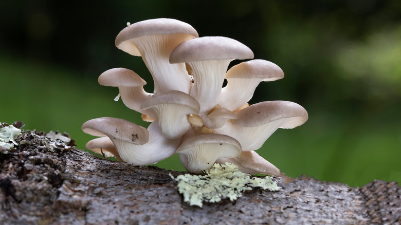 Phoenix oyster mushroom growing on a tree