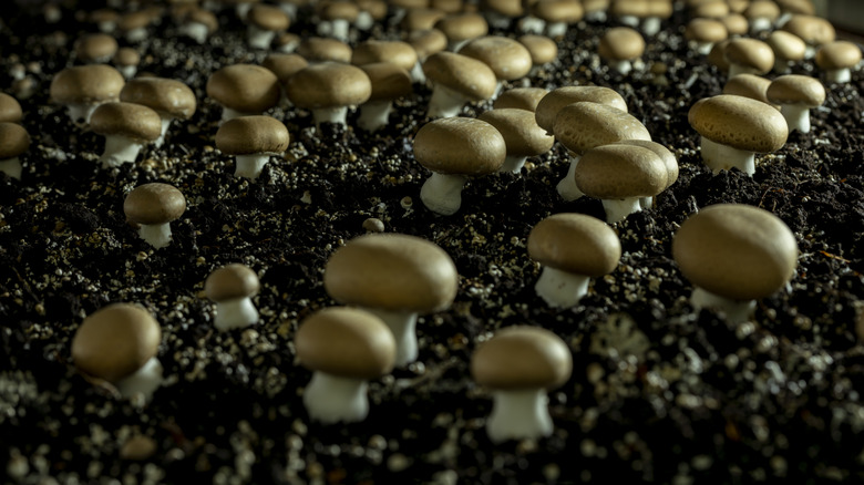 Portobello mushrooms growing on compost